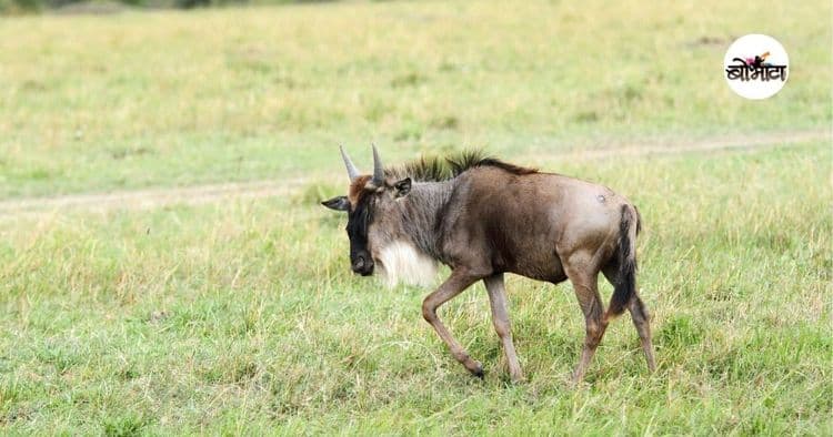 ४. वाइल्डबीस्ट
