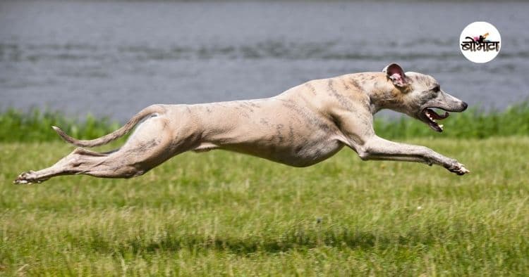 ८. ग्रेहाउंड