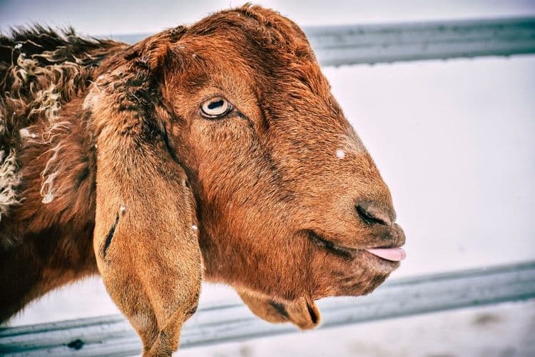 ही बकर्‍याची गोष्ट एकदा वाचलीत तरी आयुष्यभर आठवत राहील !