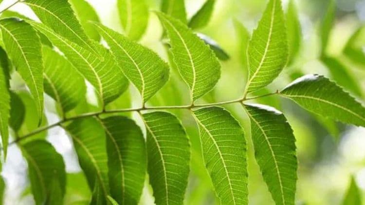 कडुलिंबाचे झाड