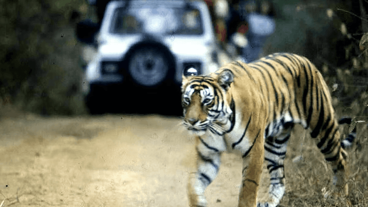 जेंव्हा जंगलचा राजा रस्त्यावर उतरतो...