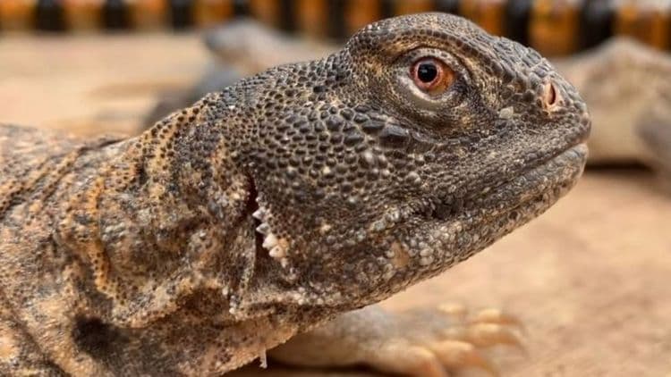 कामोत्तेजना वाढवण्यासाठी विकले जाणारे 'सांड'चे तेल!! खरं काय आणि खोटं काय?