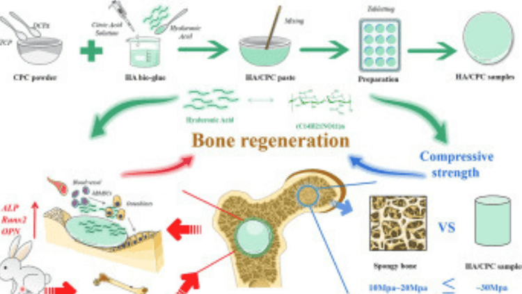 हाडांच्या बळकटीसाठी उपयुक्त 