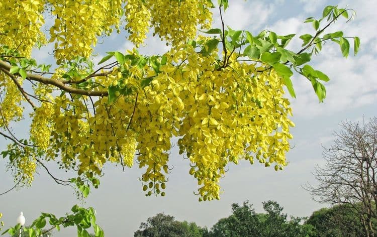 या रखरखत्या उन्हात वैतागला आहात? उन्हाळ्यात बहरणार्‍या या पाच झाडांकडे पाहून नक्कीच आल्हाददायक वाटेल..
