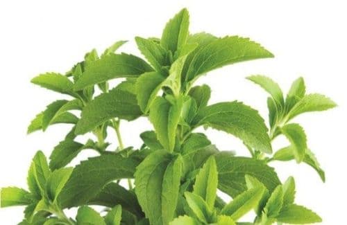 स्टीव्हिया - मधुमेहींसाठी संजीवनी आणि शेतकऱ्यांसाठी एक सुवर्णसंधी!! 