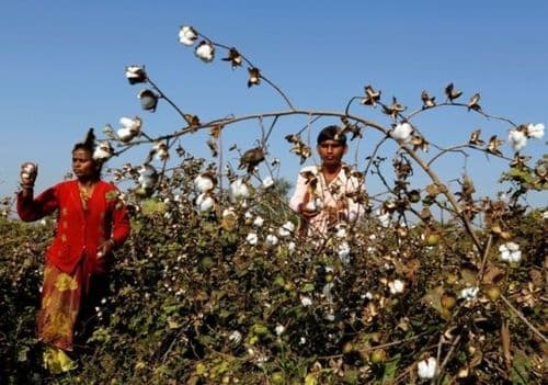 या कारणांमुळे यवतमाळमध्ये झालाय १८ शेतकऱ्यांचा मृत्यू.. 