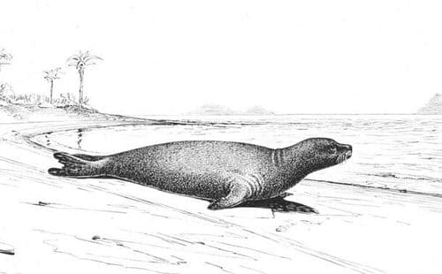 २. कॅरेबीयन मॉन्क सील