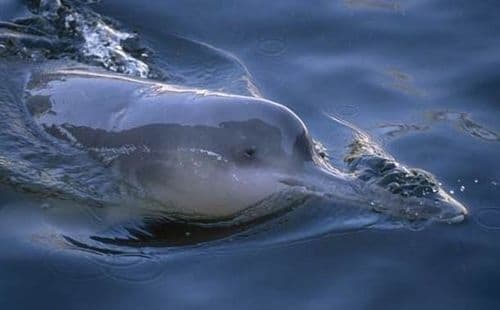 ४. बाइजी