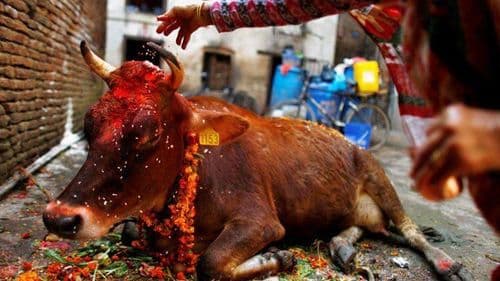 ३. गाय तिहार / लक्ष्मीपूजन