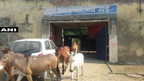 ५ लाख रुपयांची झाडे खाल्ली म्हणून गाढवांना जेल मध्ये टाकलं भाऊ...आहात कुठे !!