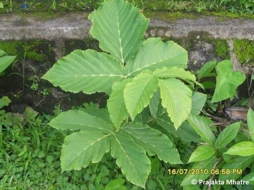 ५. दिंडा 