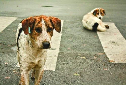 भटक्या कुत्र्यांवर एवढा राग का ?