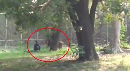 प्राणीसंग्रहालयातील सिंहासोबत सेल्फी घेणारा पठ्ठ्या !!