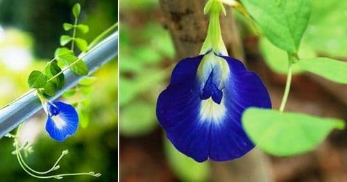 बोभाटाची बाग : भाग १० - गोकर्णाच्या फुलांच्या आयुर्वेदिक चहाबद्दल कधी ऐकलंय?