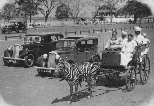 फोटो स्टोरी : कलकत्यातल्या धनिकाने चक्क झेब्रा टांग्याला जुंपला त्याचा किस्सा!!