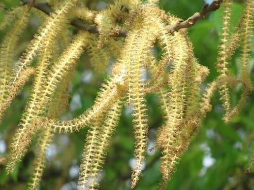 वाळुंज - 