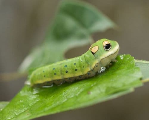 १. हा किडा हसतोय का?