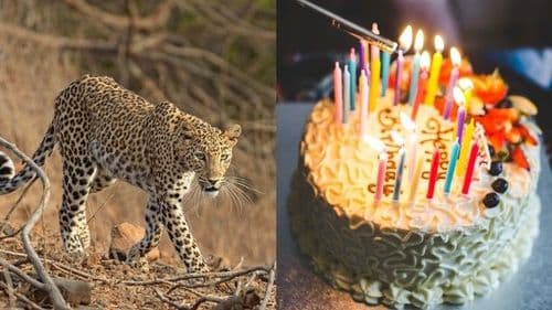 या भावांनी बिबट्याला मारण्यासाठी हत्यार म्हणून केक वापरलं आहे....संपूर्ण घटना समजून घ्या!!