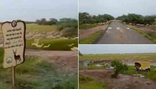काळविटांचा थवा...एकाच वेळी ३००० काळवीट पळताना पाह्यलेत का? व्हिडीओ पाहून घ्या!!