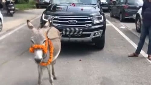 त्याने नव्याकोऱ्या फोर्ड एंडेवरची गाढवासोबत धिंड का काढली? तुम्हाला हे कारण पटते का?