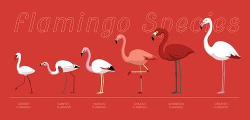 ५. फ्लेमिंगोच्या सहा प्रजाती आहेत.