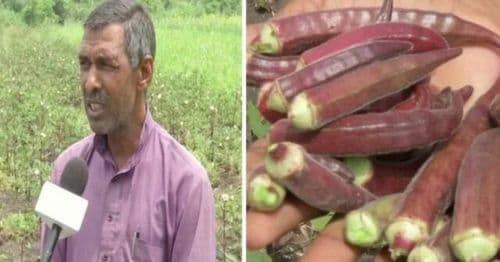भेंडीला चक्क ८००रुपये किलो भाव मिळालाय? भेंडी, एवढं काय खास आहे या भेंडीत??