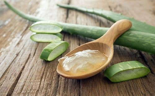 अनेक समस्यांवर एकच उपाय: जाणून घ्या कोरफडीचा औषधी उपयोग