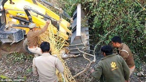 व्हिडीओ: माणसानं वाघाला जेसीबीखाली दाबून मारलं!!