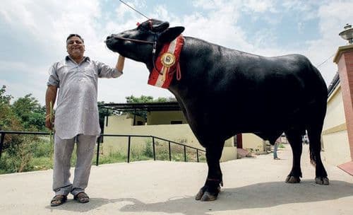 अस्सा रेडा सुरेख बाई !!!