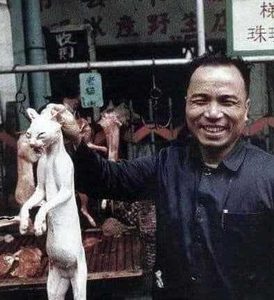 ४. दर वर्षी ४० हजार मांजरीना आशियाई देशांमध्ये खाऊन फस्त केली जातं.