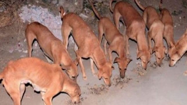 थट्टा नाही राव...गुजरातमधली हे कुत्रे चक्क कोट्याधीश आहेत !!