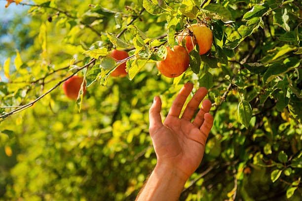 झाडावरची सगळी फळं स्वतःच खायची नसतात...