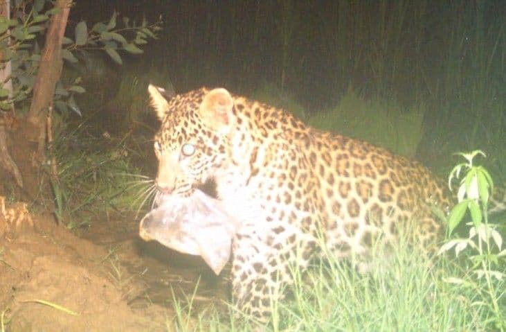 बिबट्या चक्क प्लास्टिक खातोय ? या व्हायरल फोटोमागची गोष्ट माहित आहे का ?