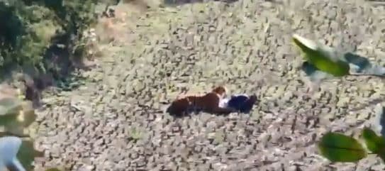 व्हिडीओ ऑफ दि डे : वाघाने हल्ला केल्यावर त्याने काय केलं पाहा....