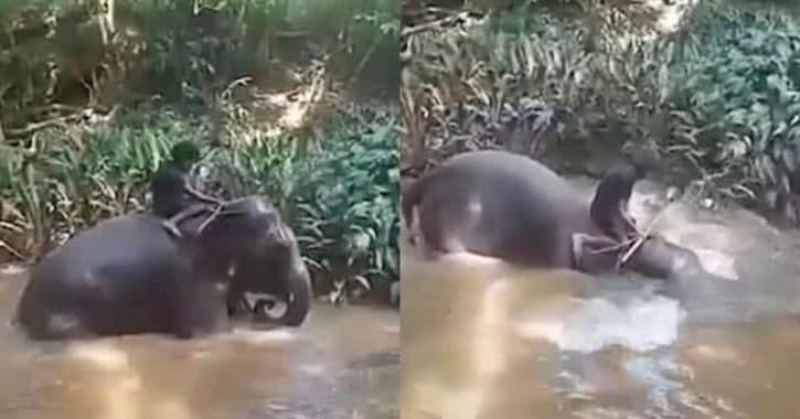 श्रीलंकेतल्या हत्तीच्या अत्याचाराचा काय किस्सा आहे? भारतात असं घडू नये म्हणून काय कायदा आहे?