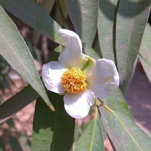 बोभाटाची बाग - भाग १ -नागकेशर 