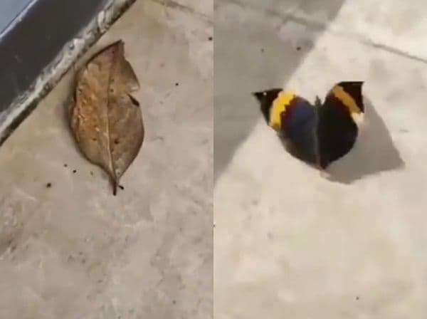 हे झाडाचं पान आहे की फुलपाखरू? या व्हायरल व्हिडीओमध्ये काय दिसत आहे?