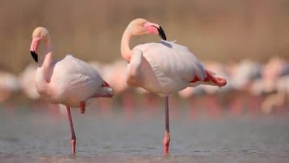 १०. फ्लेमिंगो एका पायावर झोपू शकतात.