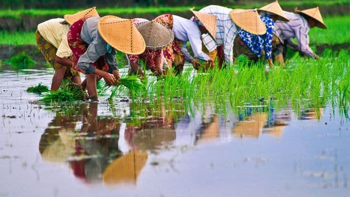 खत-निर्मितीमध्ये नॅनोटेक्नोलॉजी वापरल्यानं मिळाला पिकात सुधार आणि वातावरणाला आधार !!