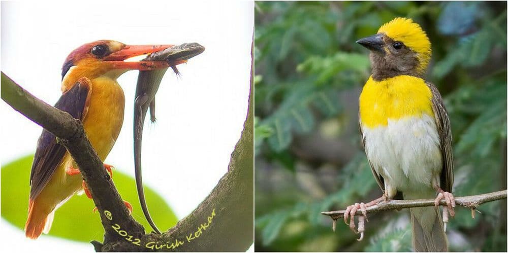  पावसाळ्यातल्या पक्ष्यांची गंमत जंमत, वाचा आपल्या लाडक्या खंड्या आणि सुगरण पक्ष्याबद्दल..