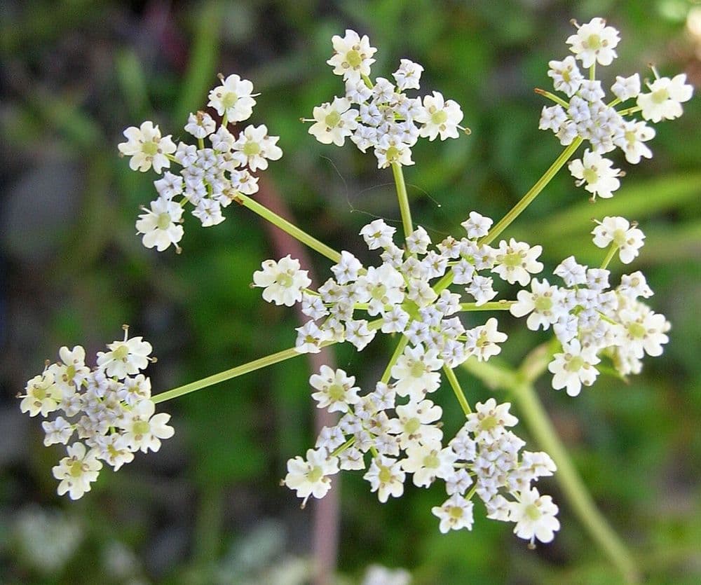 ही आठ फुलं कशाची आहेत तुम्ही ओळखूच शकणार नाही.. दुसरं आणि तिसरं फूल ओळखणं तर खूपच अवघड आहे बरं..