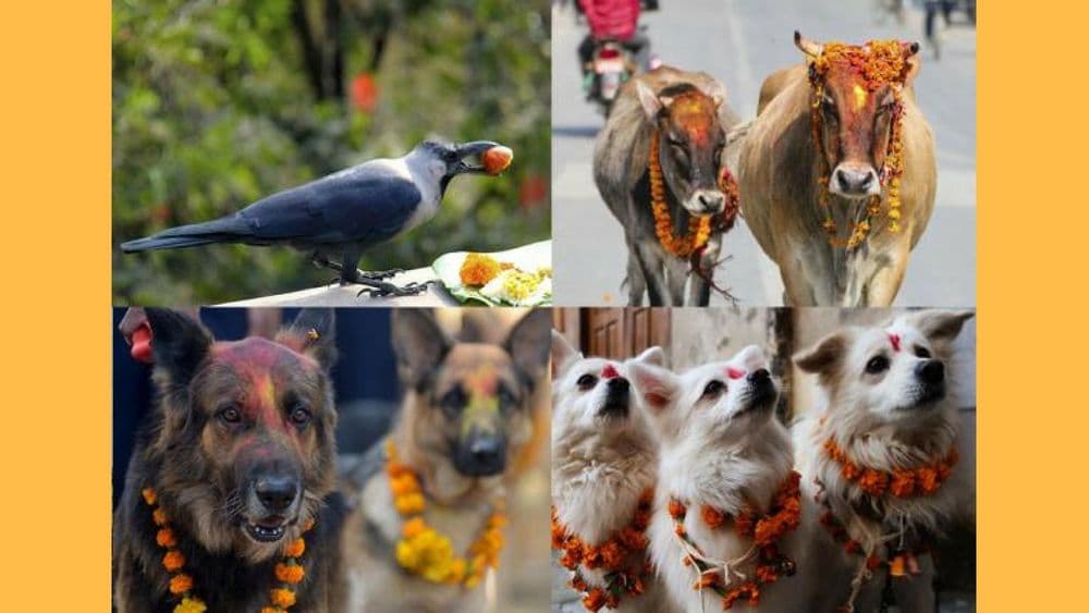 तिहार : वाचा नेपाळच्या दिवाळी बद्दल !!