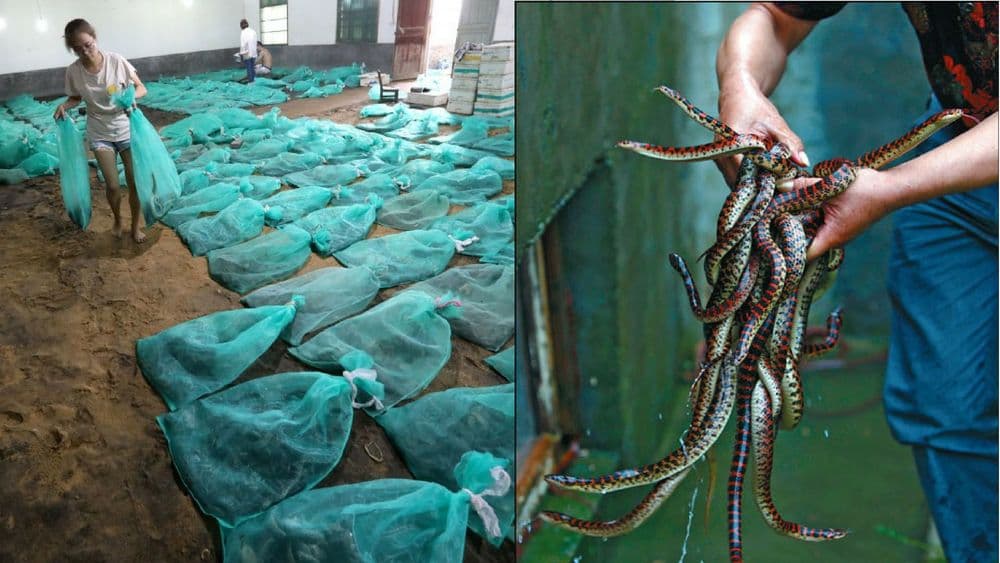 या गावात केली जाते सापाची शेती....कमाईचा आकडा बघून चक्कर येईल भाऊ !!