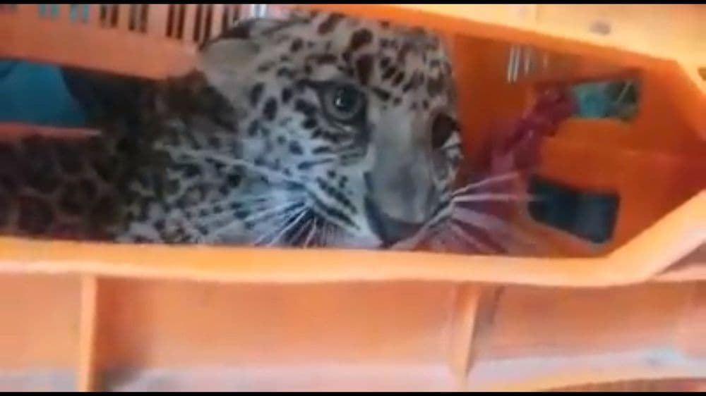 लहानग्यांच्या बिछान्यात बिबट्या शिरला आणि......वाचा पुढे काय झाले !!