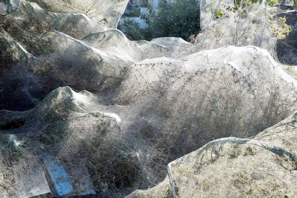 या गावाला कोळ्यांच्या जाळ्यांनी गिळून टाकलंय.....पाहा बरं असं का घडलं !!