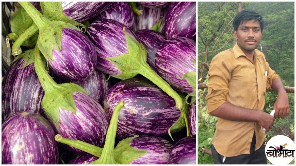 या शेतकऱ्याला त्याच्या वांग्याला पत्र लिहावंसं का वाटतंय?? पाहा बरं काय म्हणतोय त्याच्या वांग्याला??