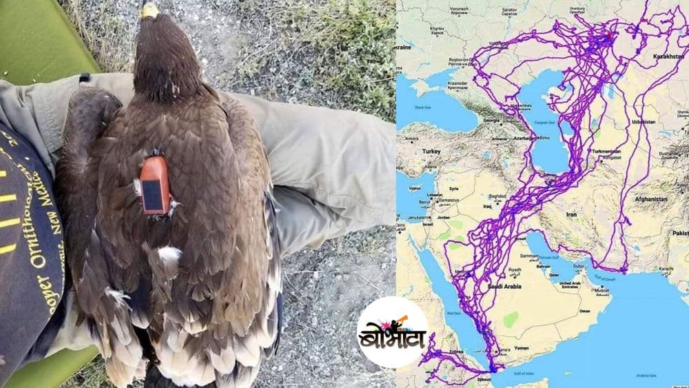 रशिया ते पाकिस्तान, एक गरुड आयुष्यभरात नक्की किती प्रवास करु शकतो?  वाचा इथे !!