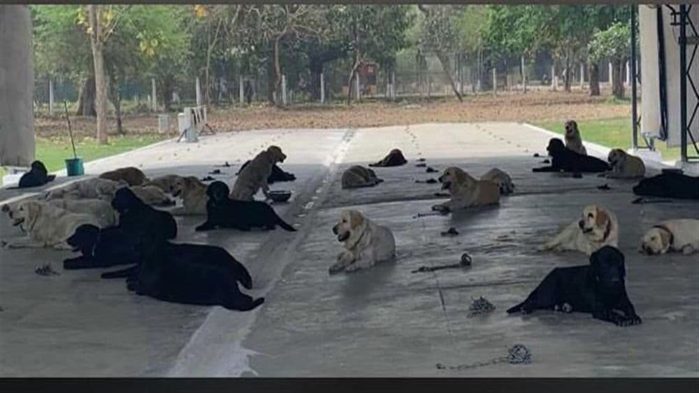 रिटायर्ड आर्मी डॉग्जना दत्तक घ्यायचंय?? त्यासाठी फक्त हे करावं लागेल!