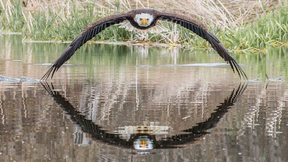 लाखो प्रयत्नानंतर मिळतो हा परफेक्ट शॉट....हा फोटो एकदा पाहाच !!