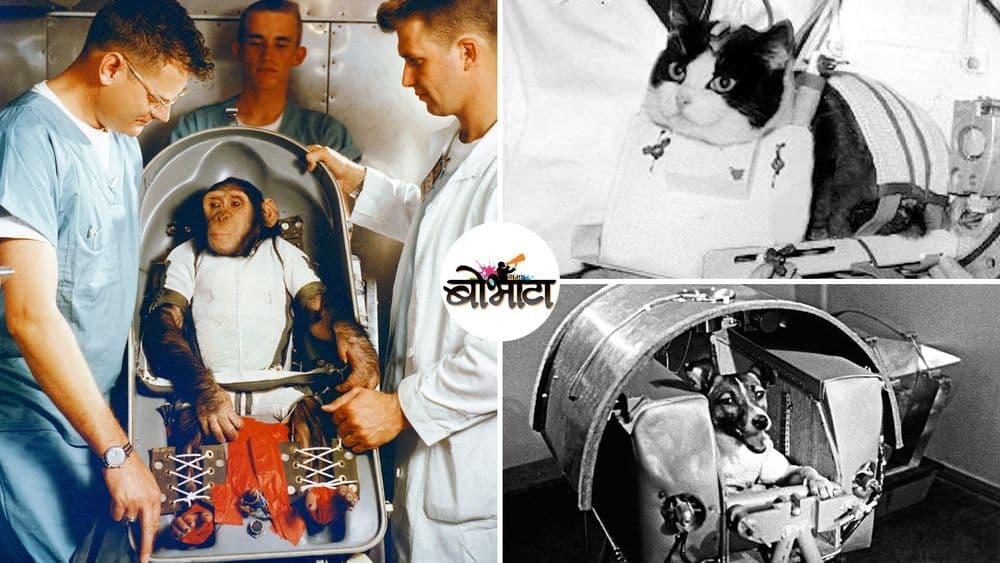 अंतराळात गेलेले १० प्राणी...या प्राण्यांमुळे आज अंतराळ संशोधन शक्य झालं आहे !!